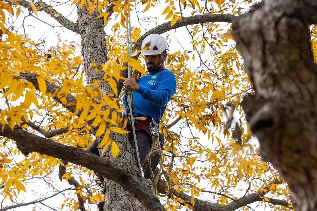 Skilled Tree Transplanting crew working in Cadogan